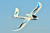 Freewing Seagull 4-in-1 Prop and EDF 1400mm (55") Wingspan - PNP FG20113P