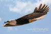 Skynetic Bald Eagle 1430mm (56") Wingspan - ARF BUNDLE SKY1044-001